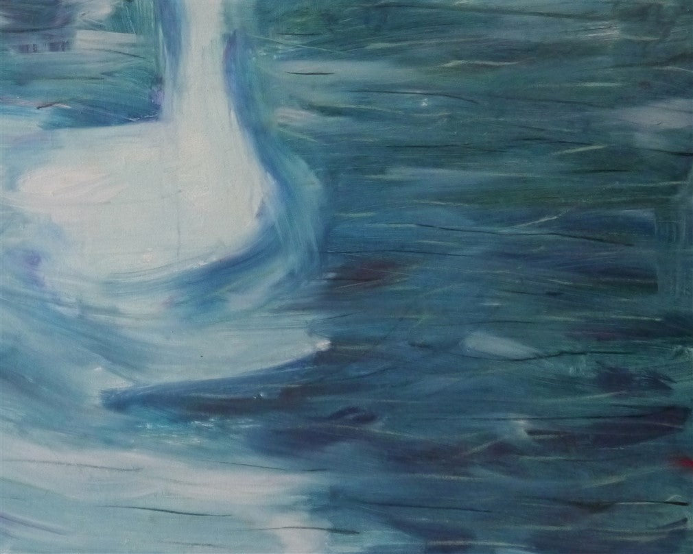 Swan swimming in a puddle.